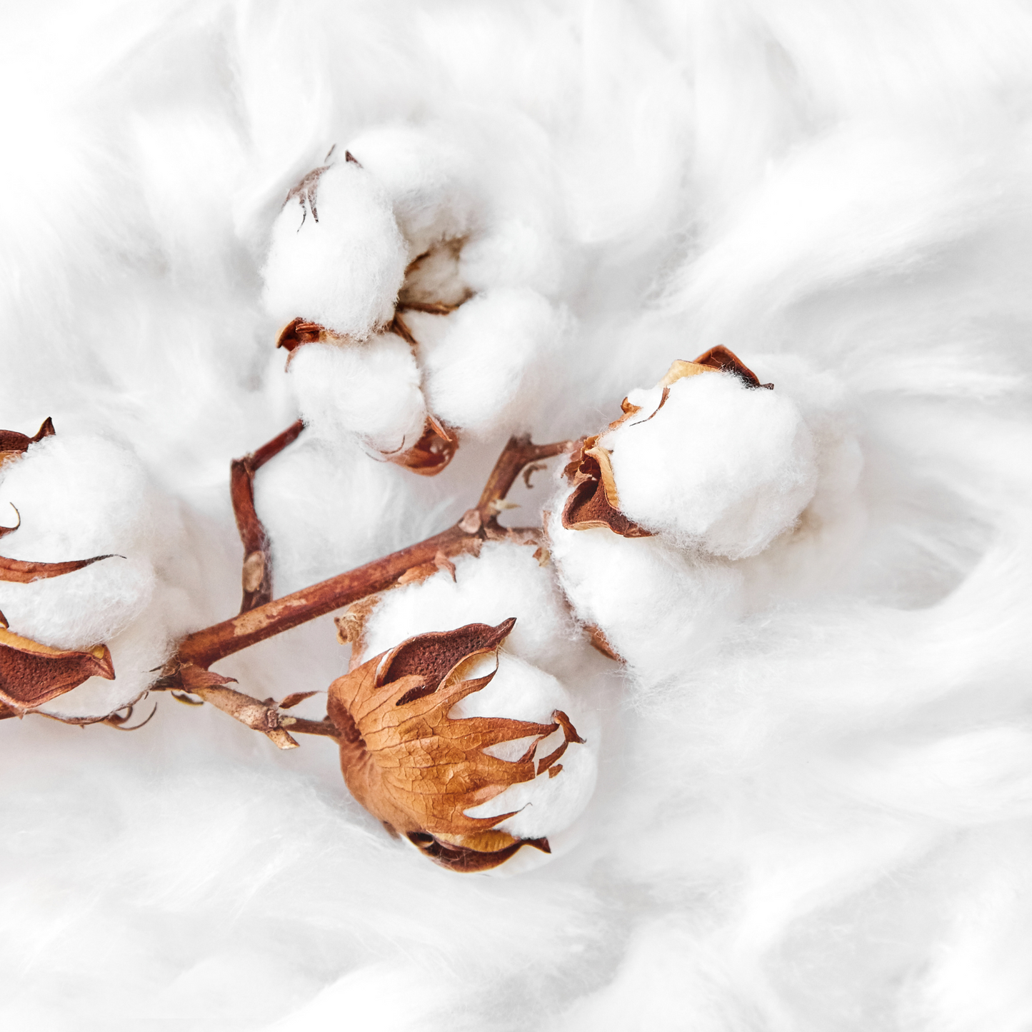 Cotone Idrofilo 1kg Ovatta Altamente Assorbente Uso Medico